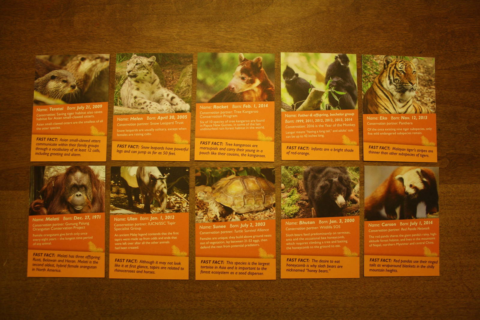 Asian Wildlife Conservation Day Animal Cards (one day event featuring a spe