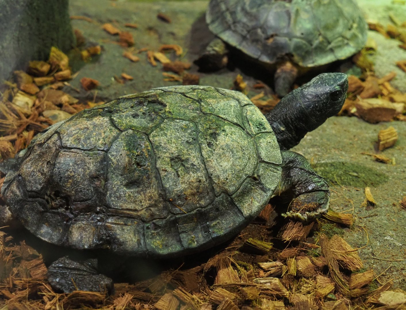 Asian wood tortoise (Manouria emys), 2019-10-04