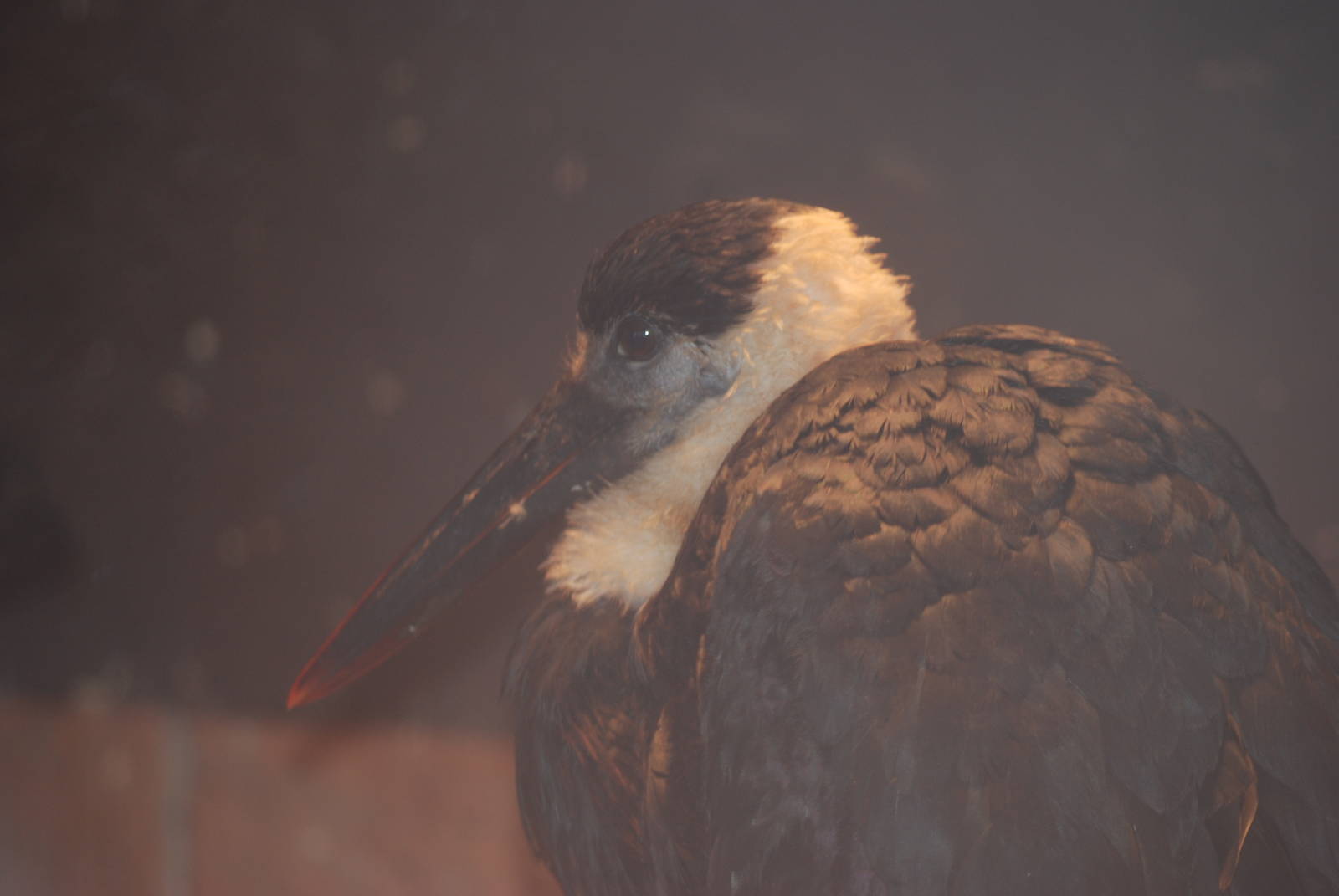 Asian Woolly-necked Stork, Blackbrook in the Snow (again!) 27/12/10