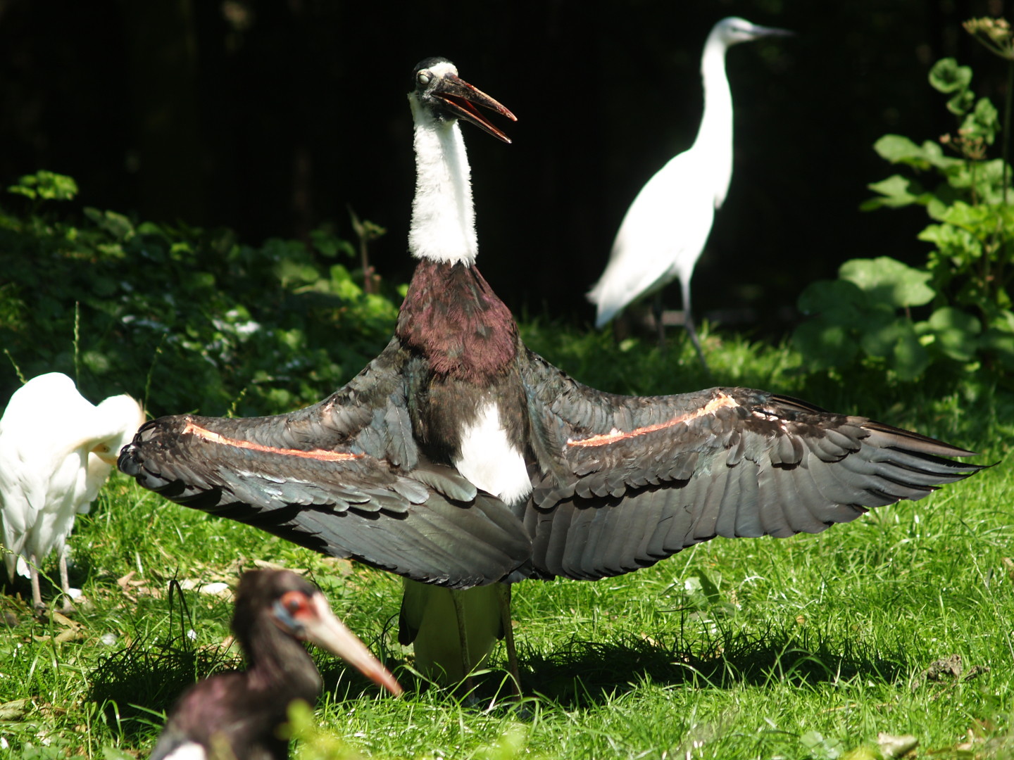 Asian woolly-necked stork (Ciconia episcopus episcopus), 2007-08-04
