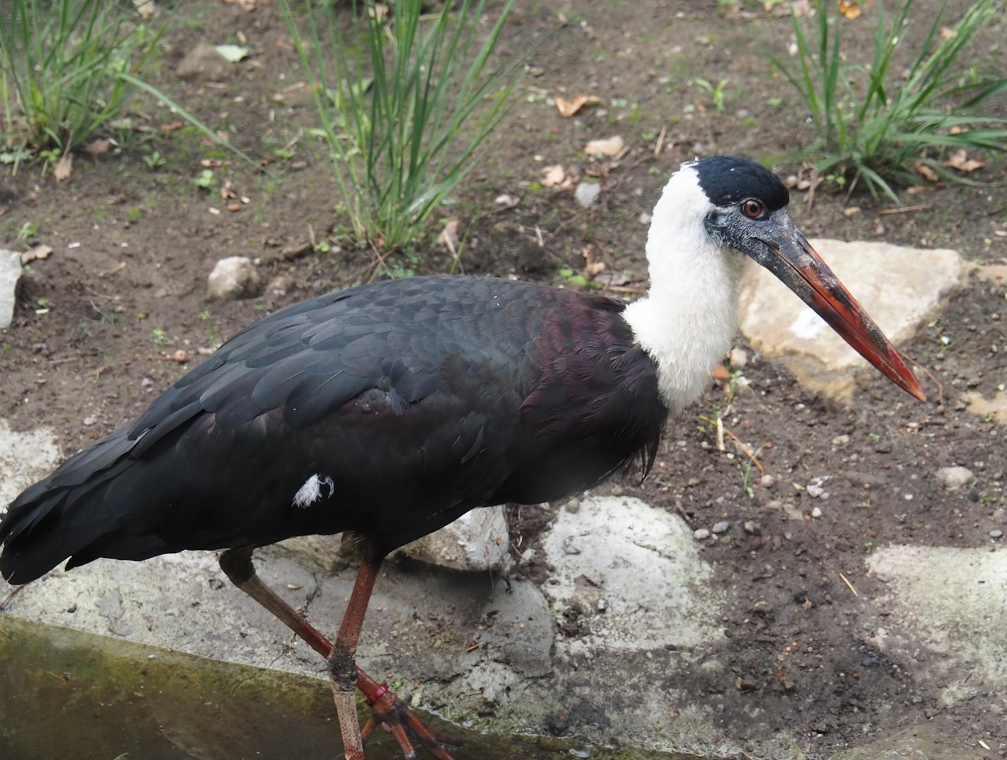 Asian woolly-necked stork (Ciconia episcopus episcopus), 2025-07-12