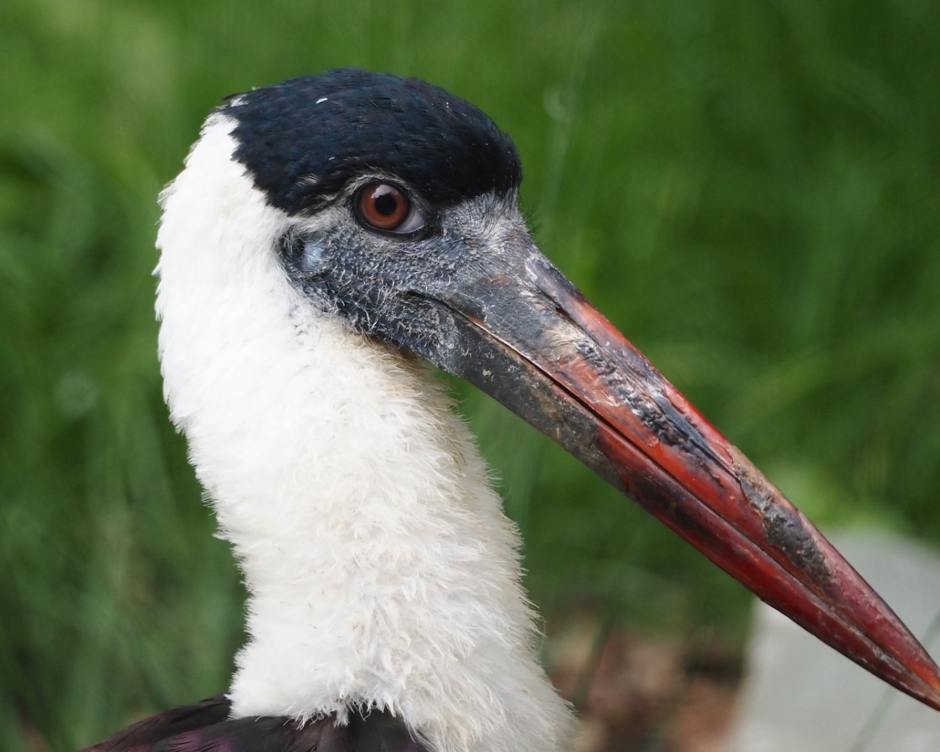 Asian woolly-necked stork (Ciconia episcopus episcopus), 2025-07-12