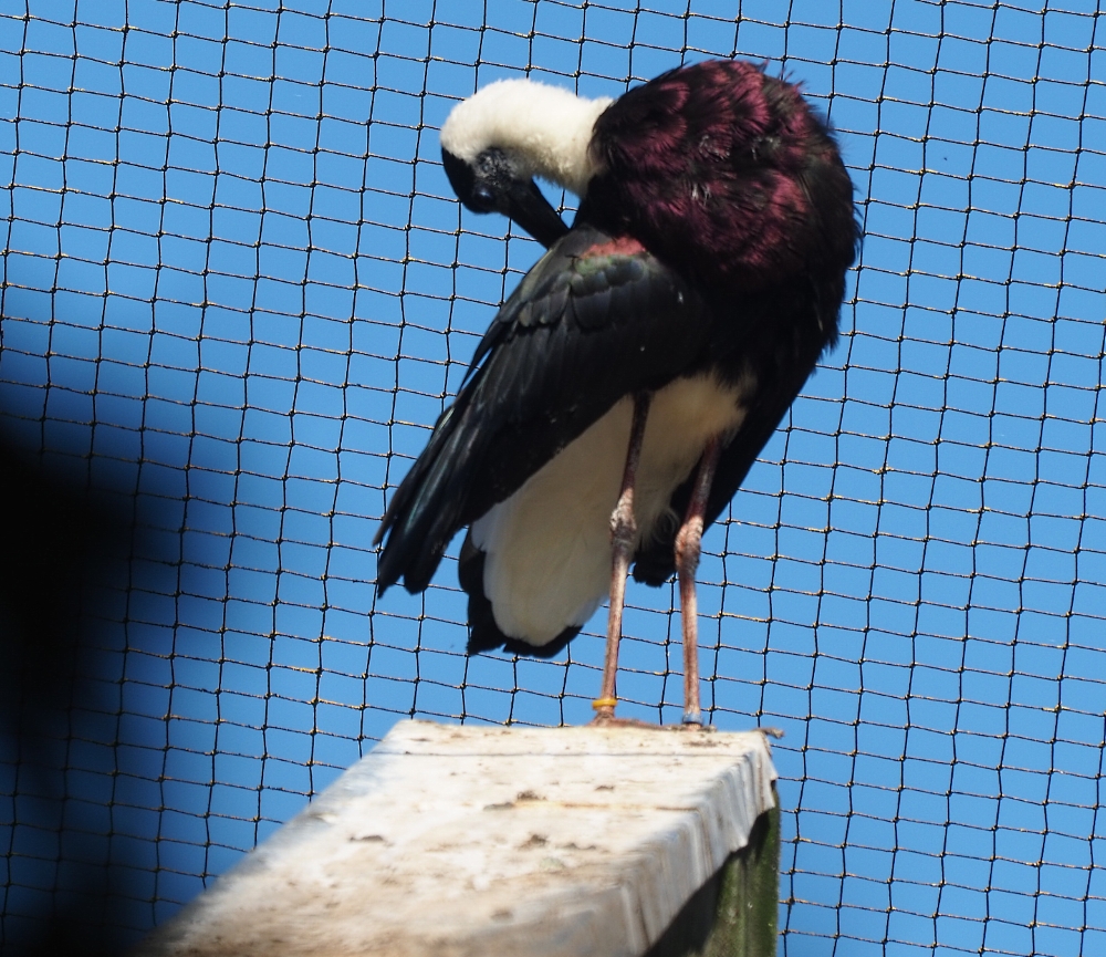 Asian woolly-necked stork (Ciconia episcopus episcopus), Sep 2nd, 2018