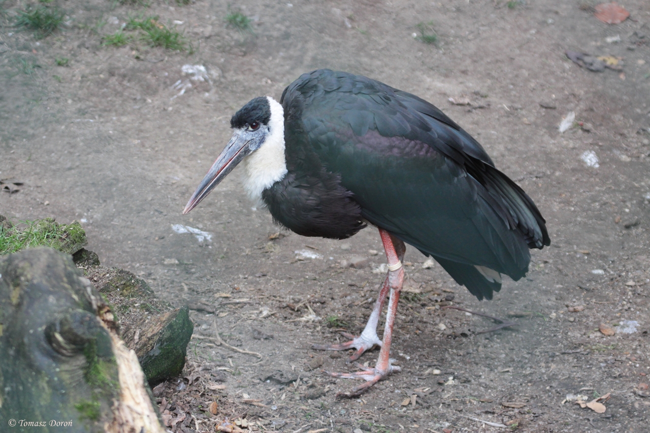 Asian woolly-necked stork (Ciconia episcopus episcopus)