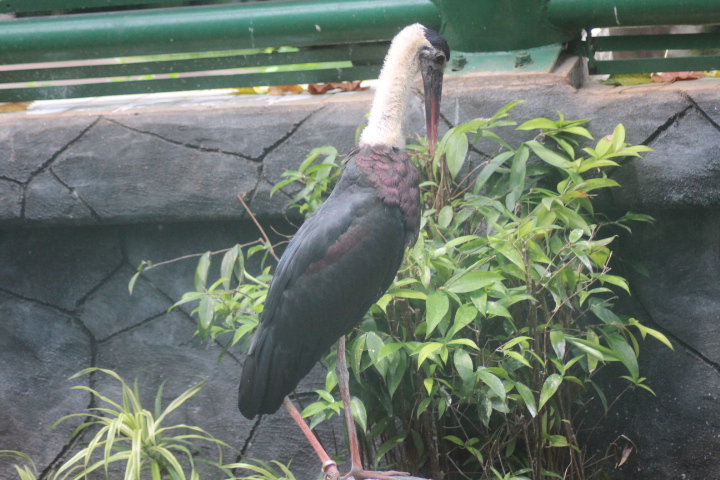 Asian woolly-necked stork (Ciconia episcopus neglecta)