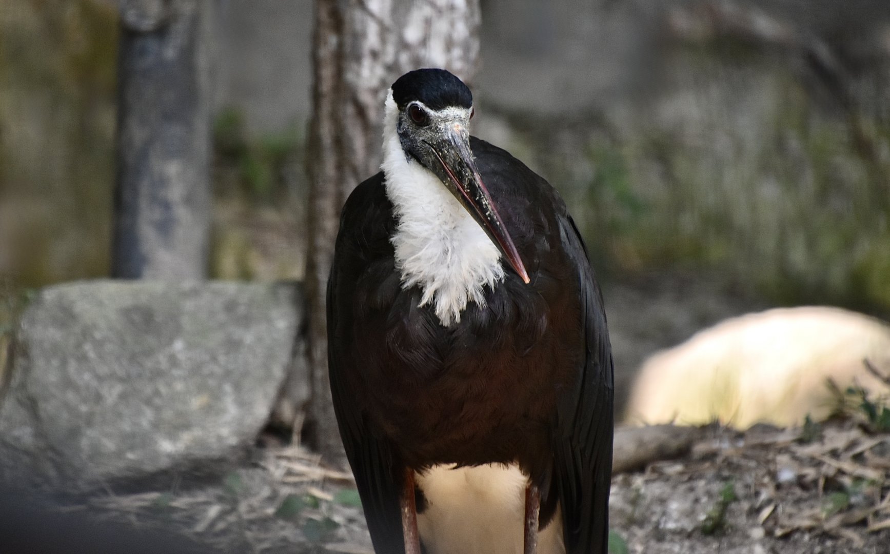 Asian Woolly-Necked Stork (Ciconia episcopus)