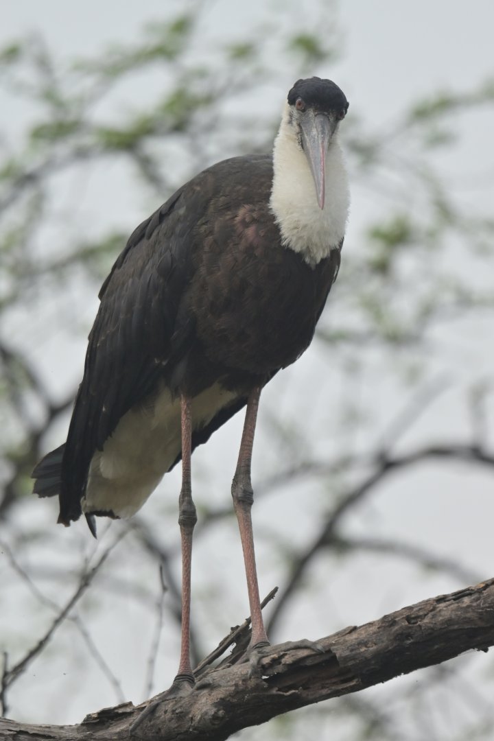 Asian Woolly-necked Stork Ciconia episcopus