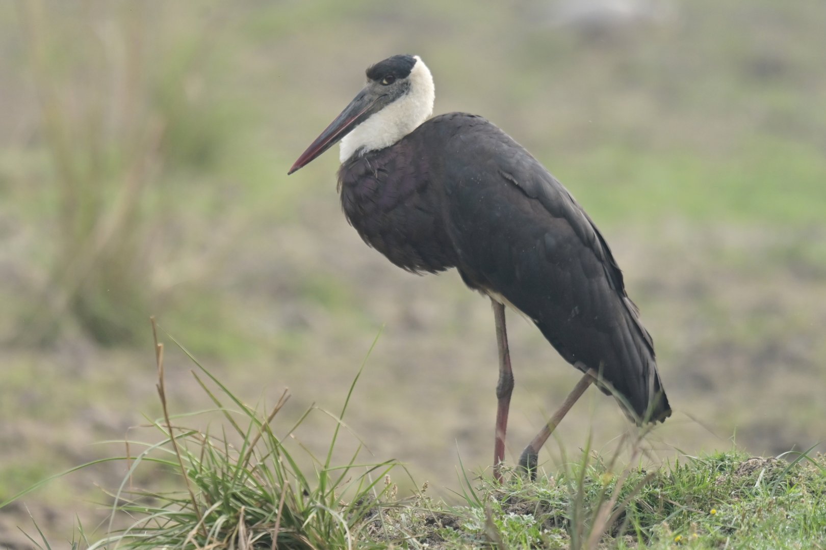 Asian Woolly-necked Stork Ciconia episcopus