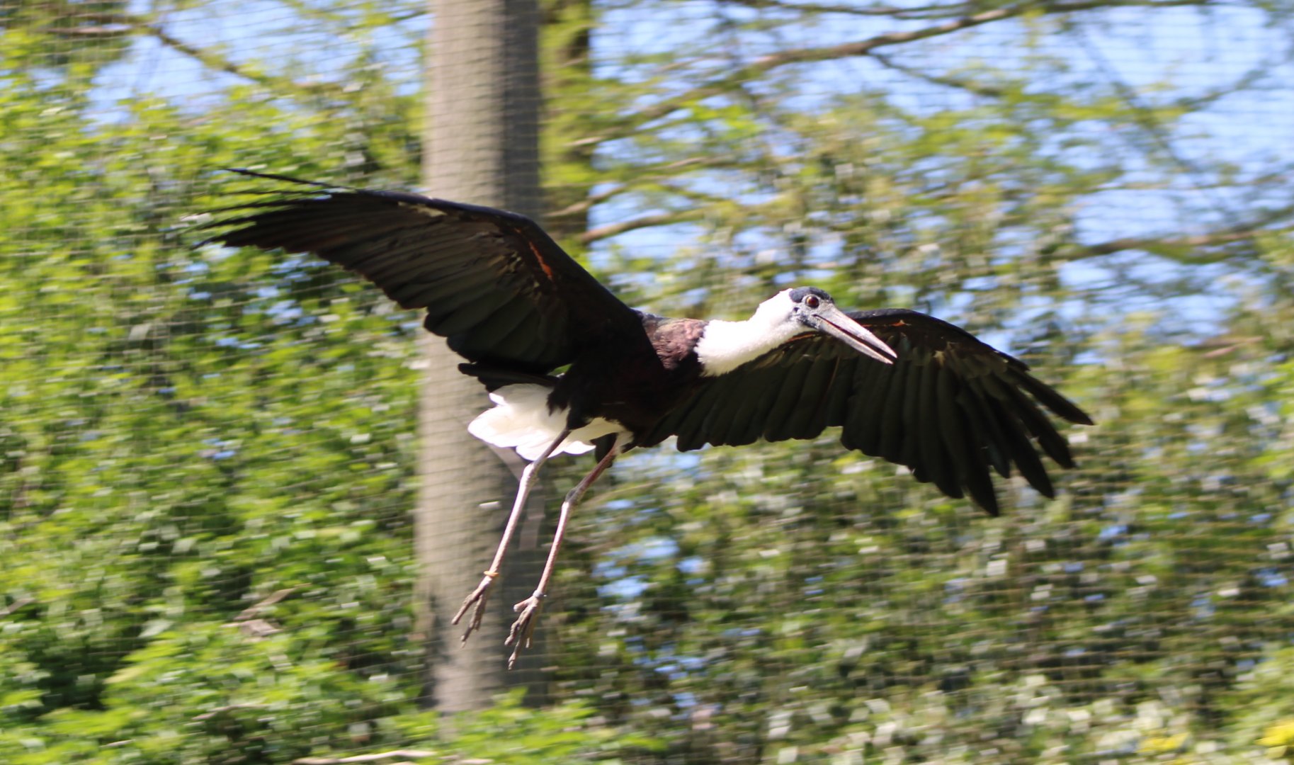 Asian woolly-necked stork in flight