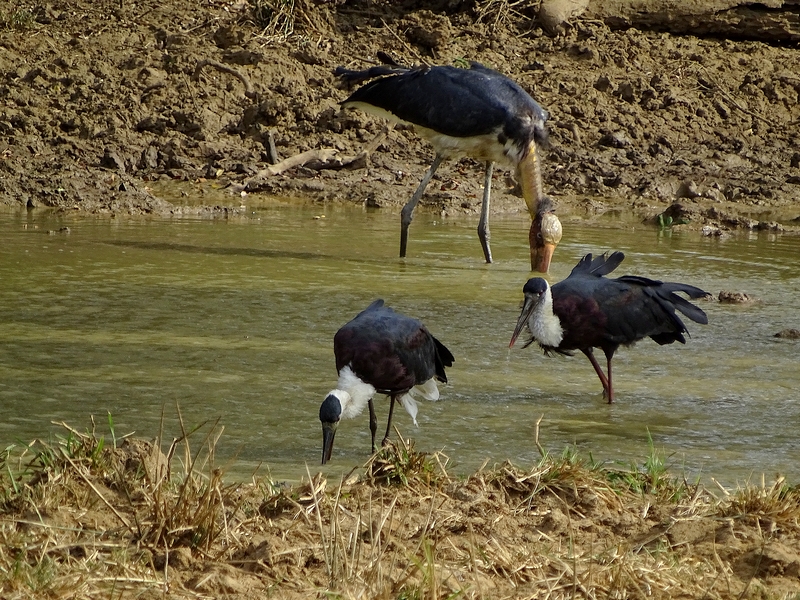 Asian Woolly-necked stork & Lesser adjutant