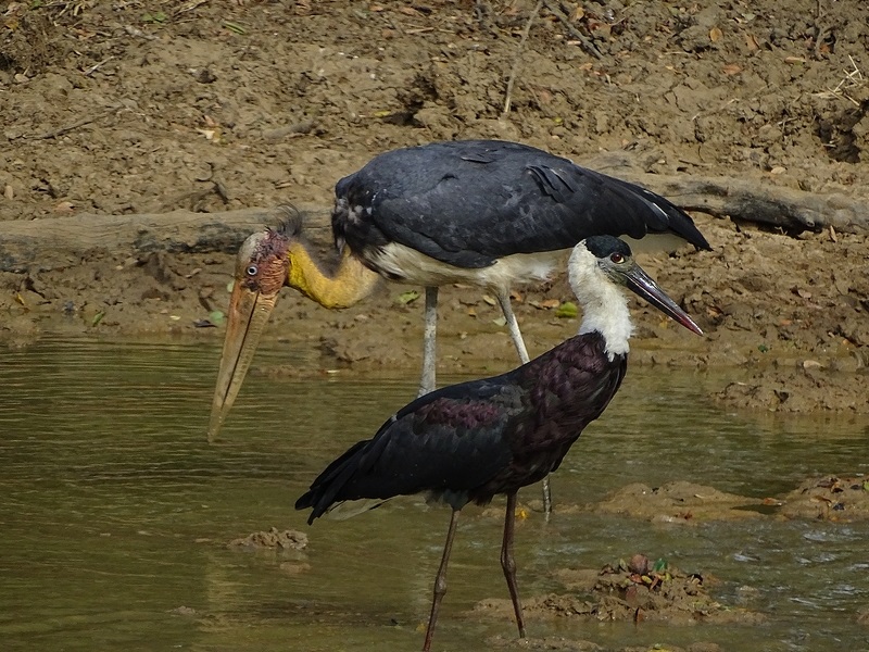 Asian Woolly-necked stork & Lesser adjutant