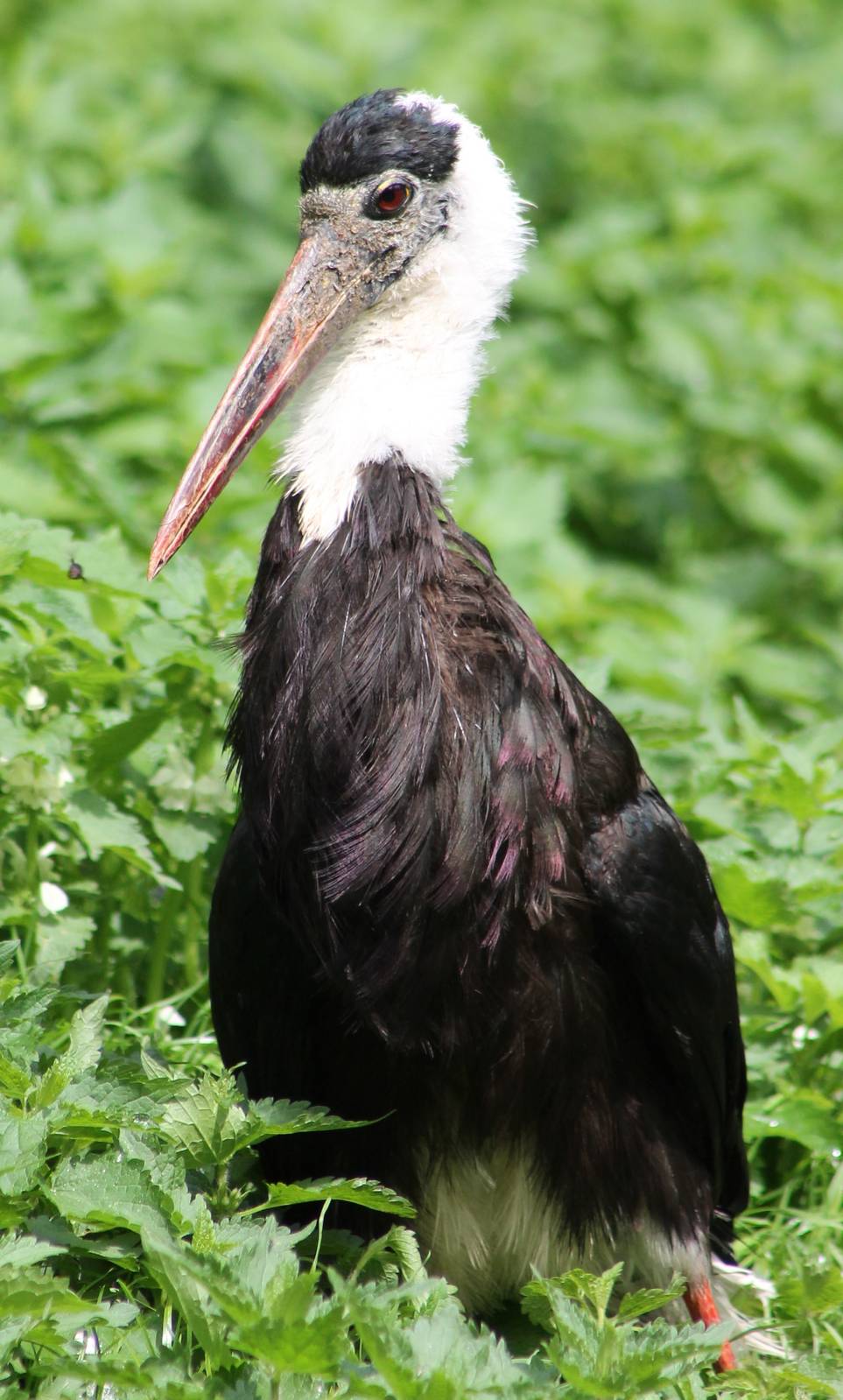 Asian Woolly-necked stork
