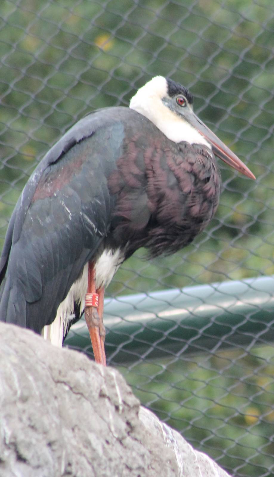 Asian woolly-necked stork