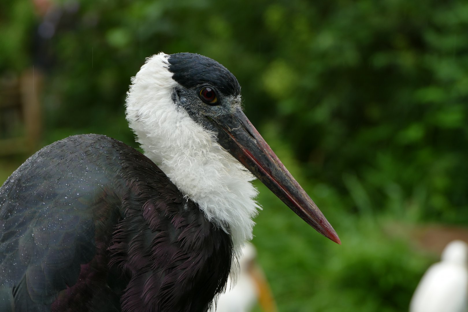 Asian woolly-necked stork