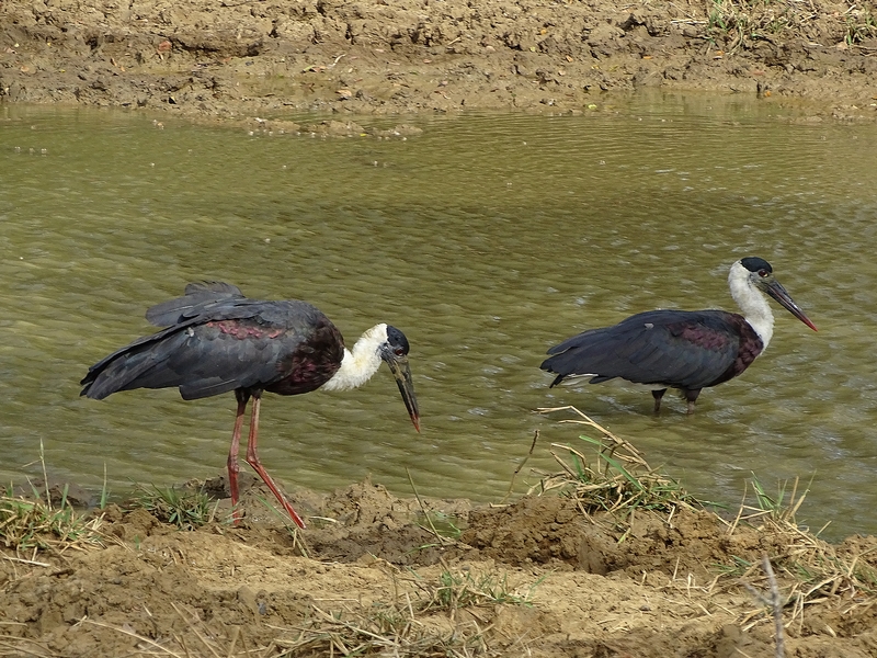 Asian Woolly-necked stork