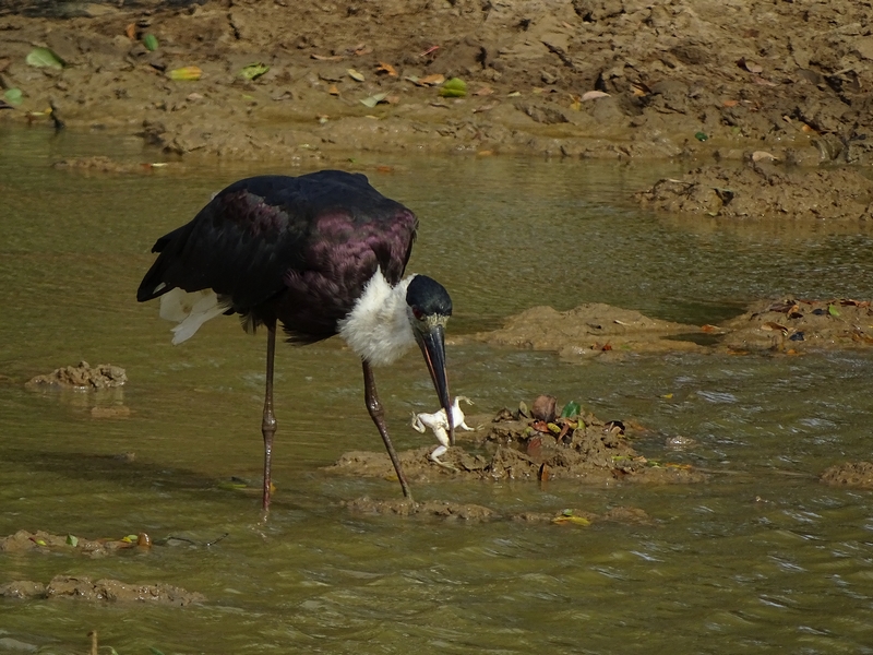 Asian Woolly-necked stork