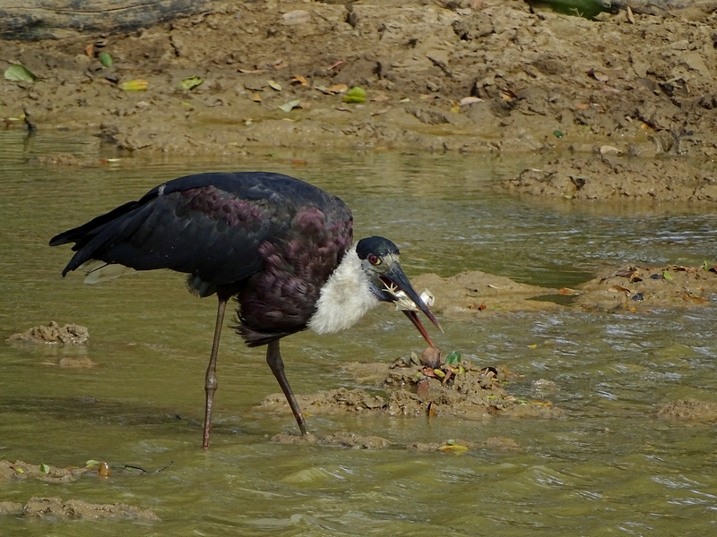 Asian Woolly-necked stork