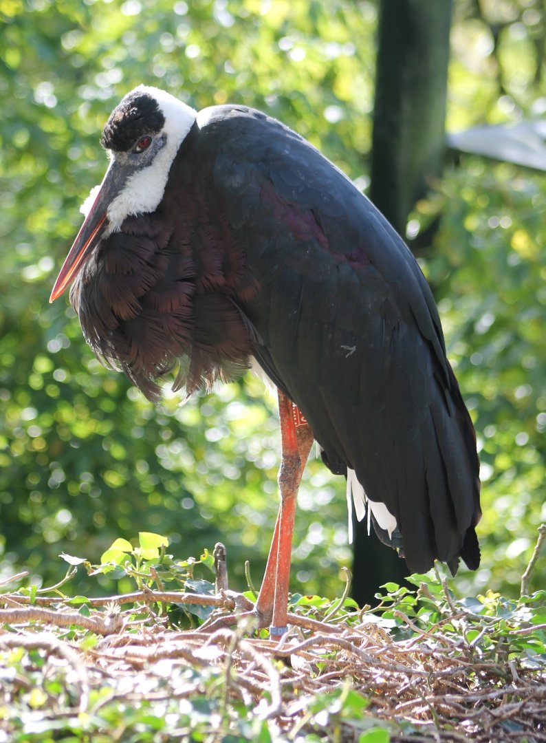 Asian woolly-necked stork