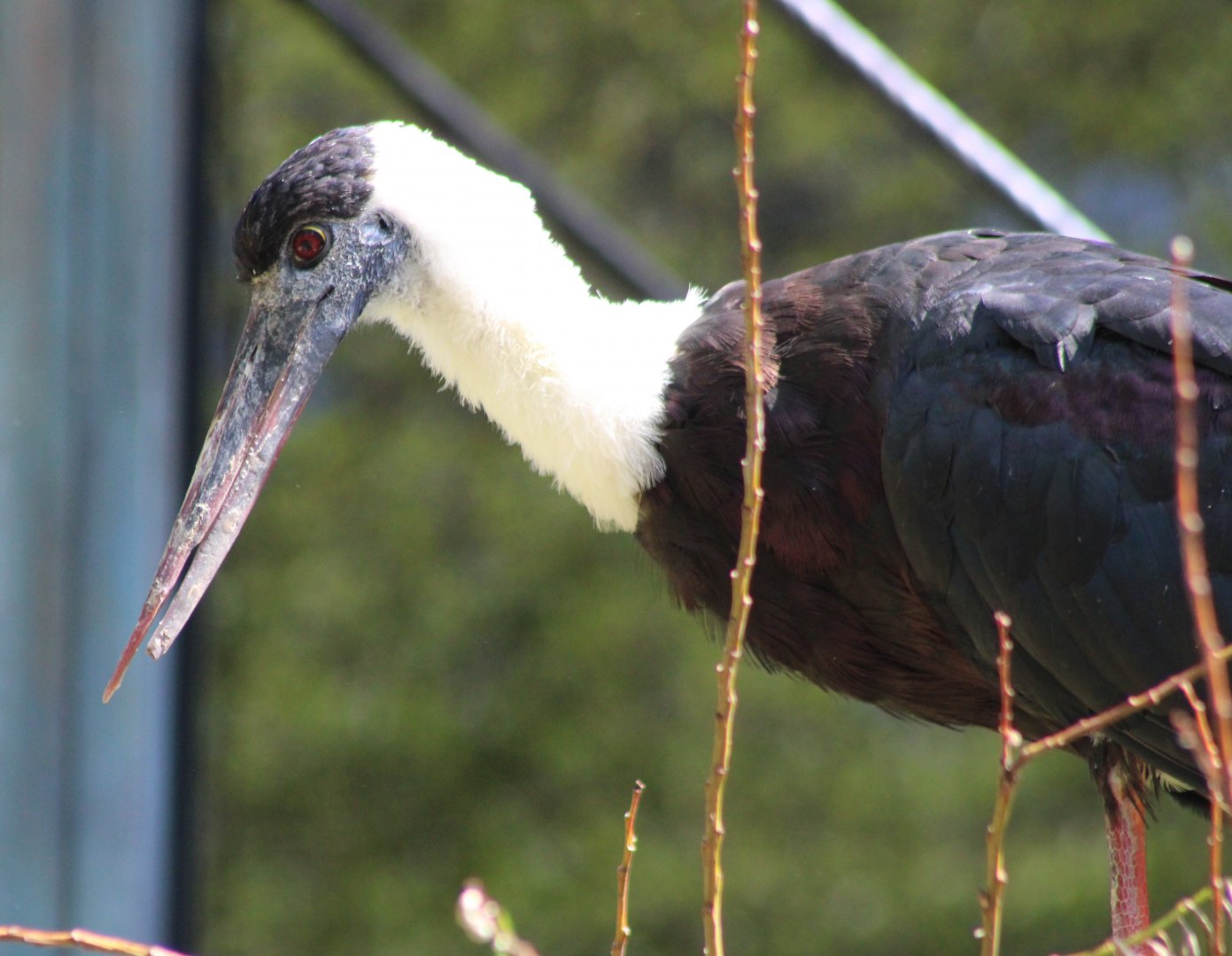 Asian woolly-necked stork