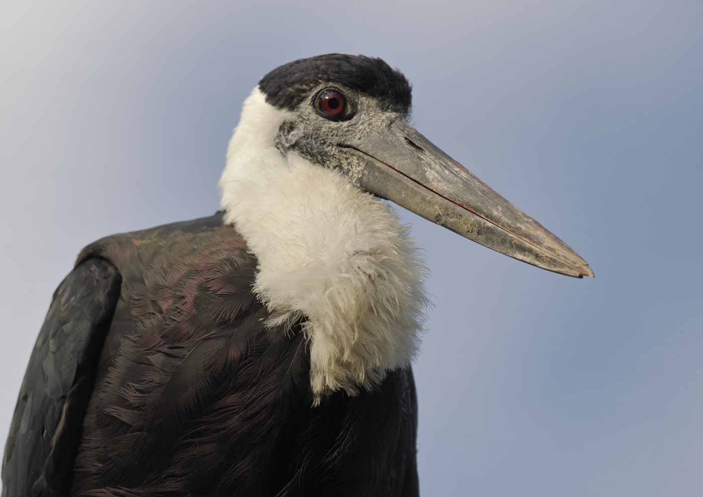 Asian woolly-necked stork