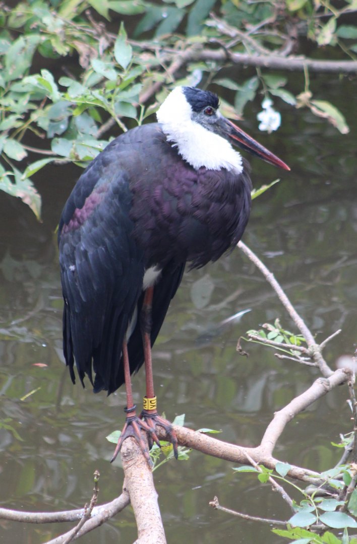 Asian woolly-necked stork