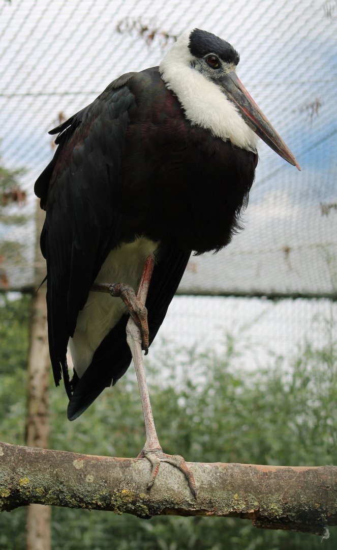 Asian woolly-necked stork