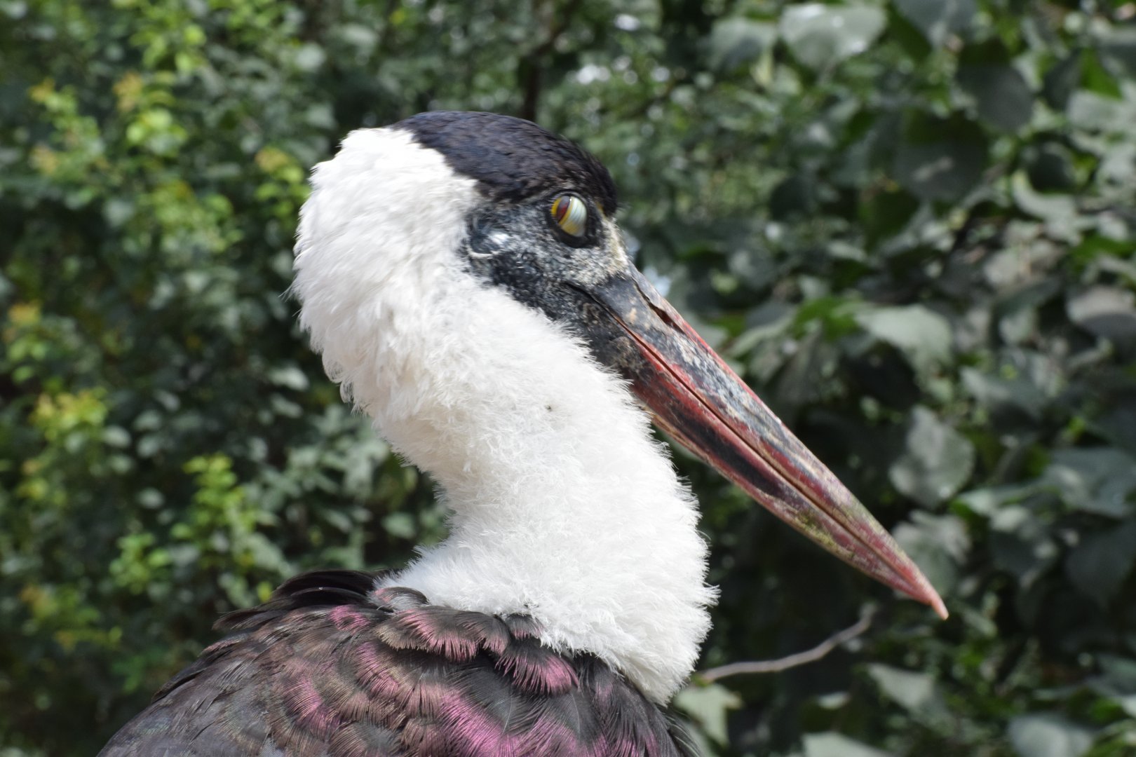 Asian woolly-necked stork