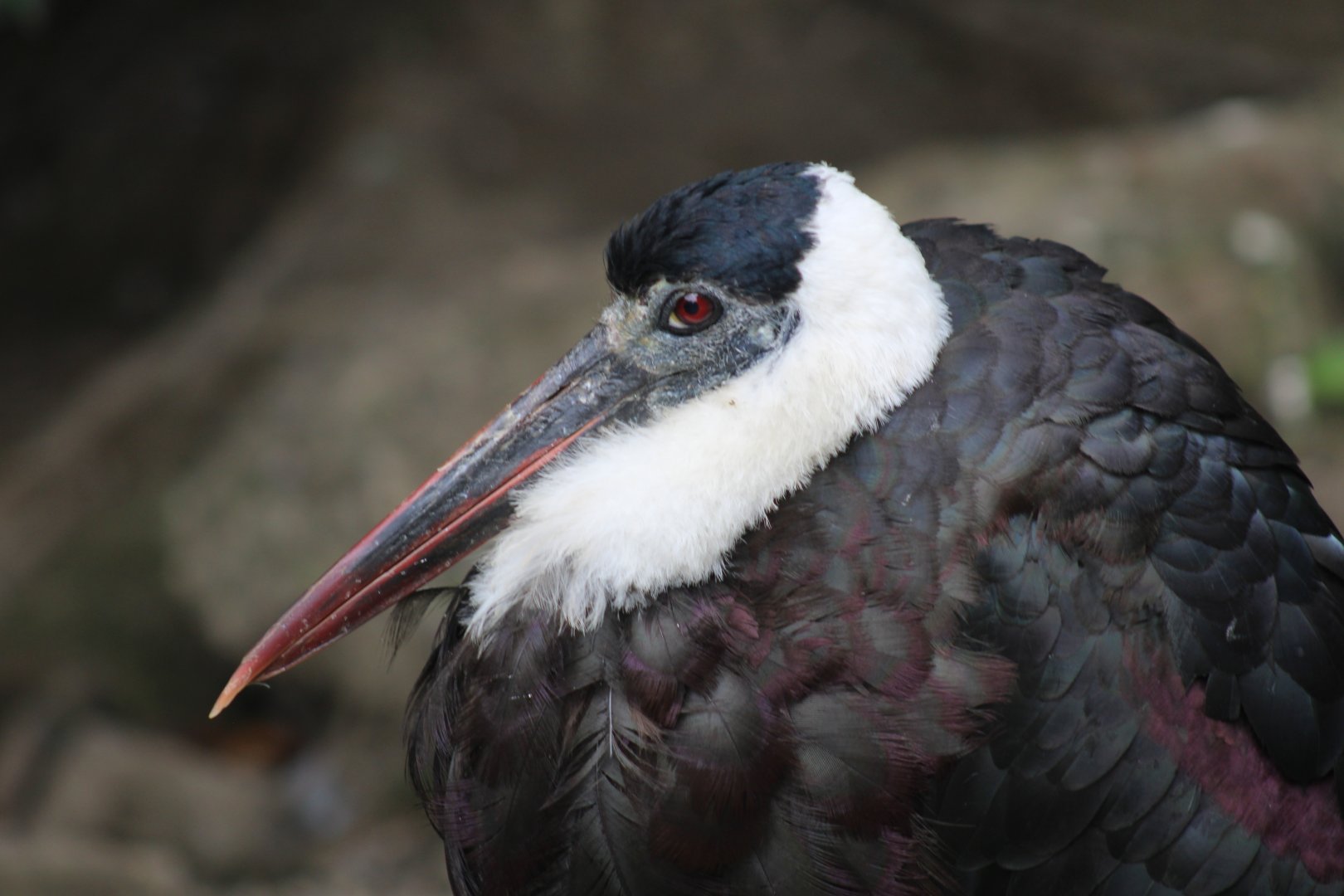 Asian Woolly-necked Stork