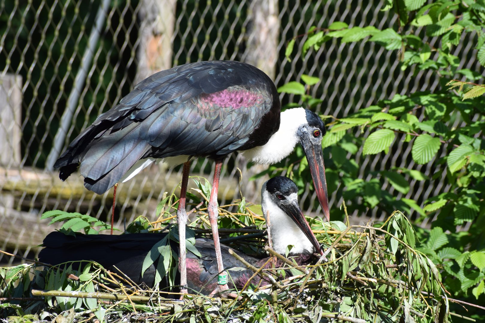 Asian woolly-necked stork