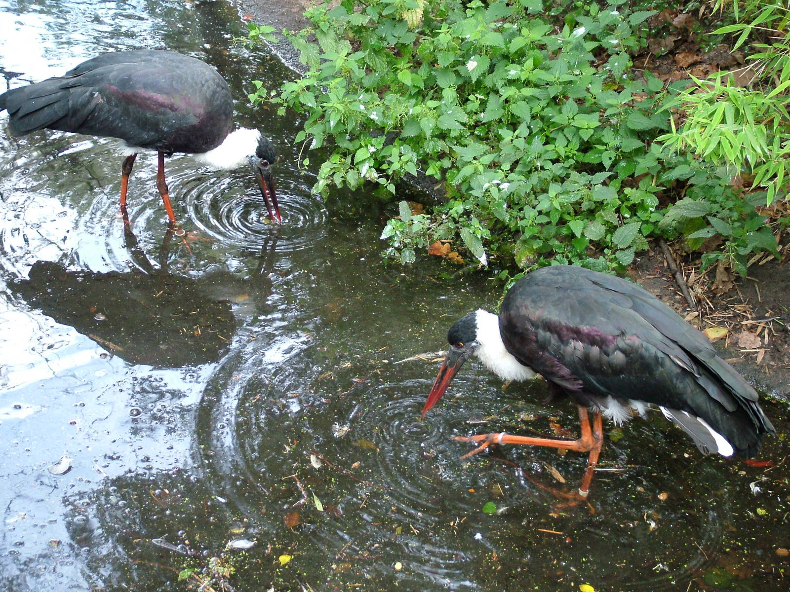 Asian Woolly-necked Storks at Berlin Zoo, 31/08/11