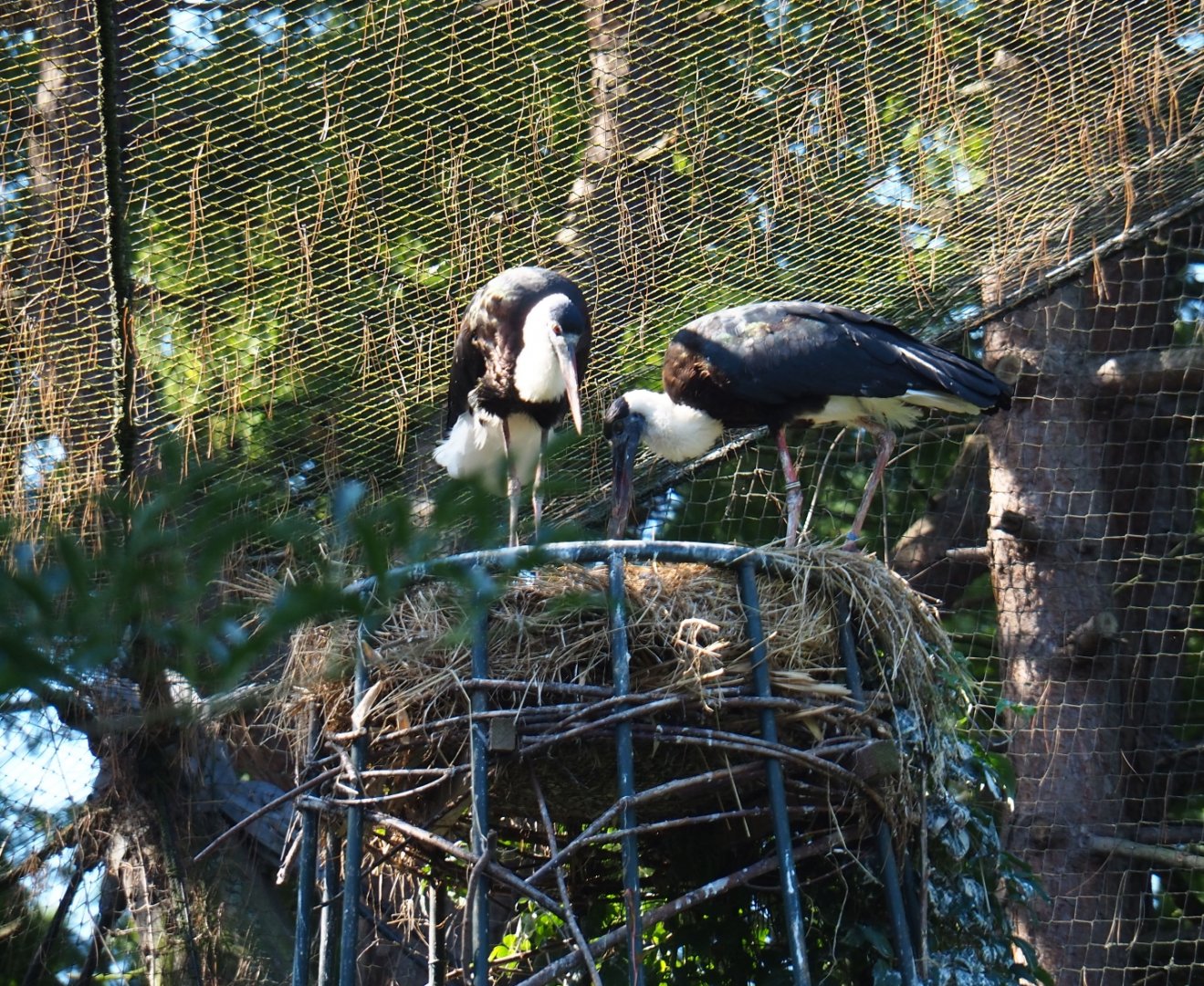 Asian woolly-necked storks (Ciconia episcopus episcopus) on nest (Sep 2nd, 2018)