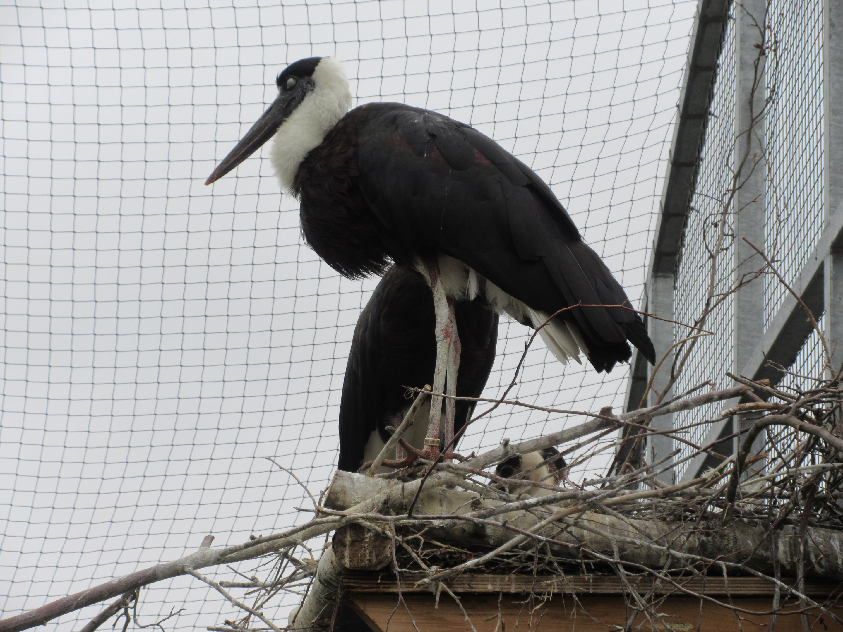 Asian Woolly-necked Storks