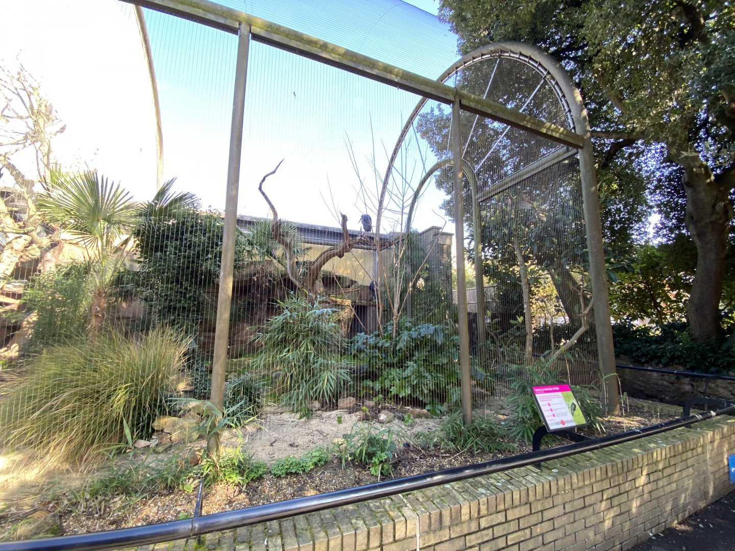 Asian woollyneck stork aviary 180322