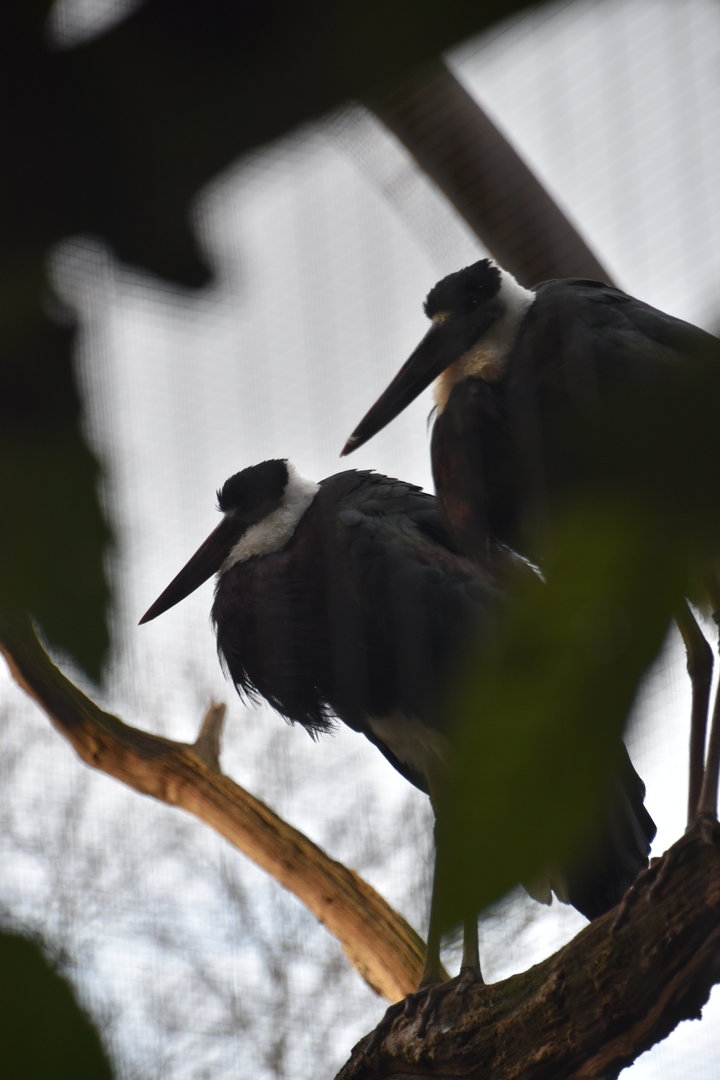 Asian woollyneck stork pair