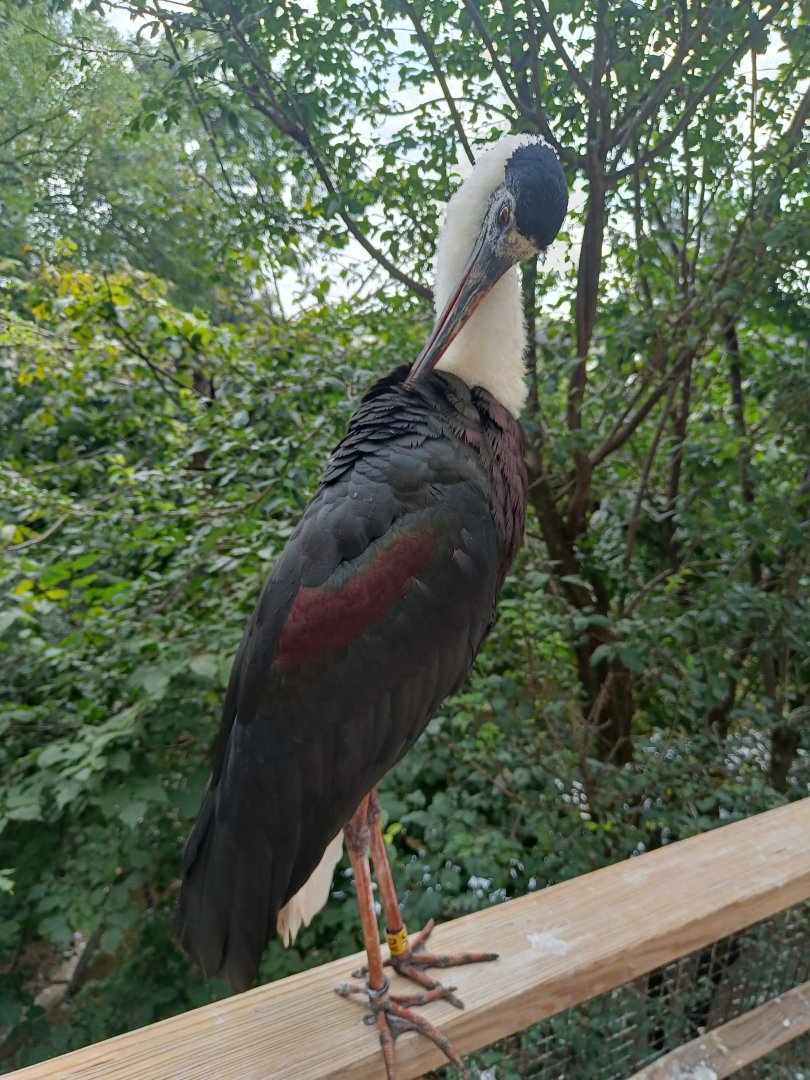 Asian Woollyneck - Stork Walkthrough Aviary