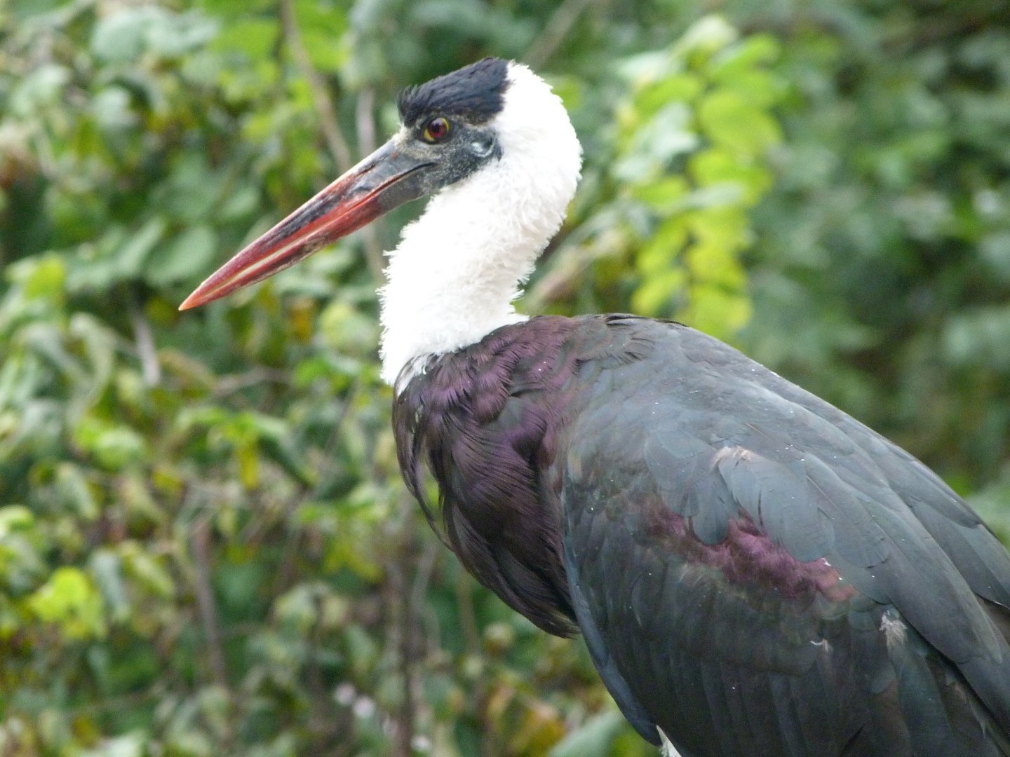 Asian woollyneck stork -Zoo Praha (2025)
