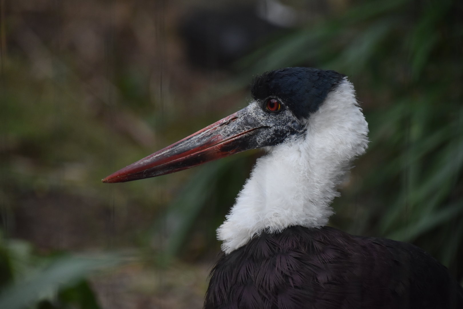 Asian woollyneck stork