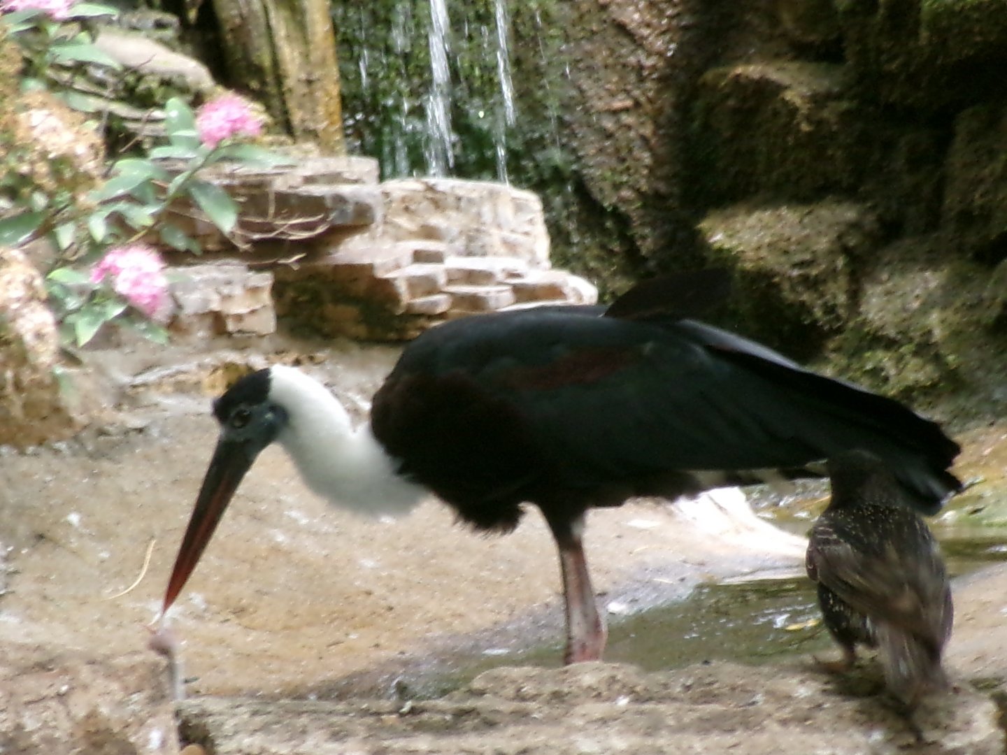 Asian woollyneck stork