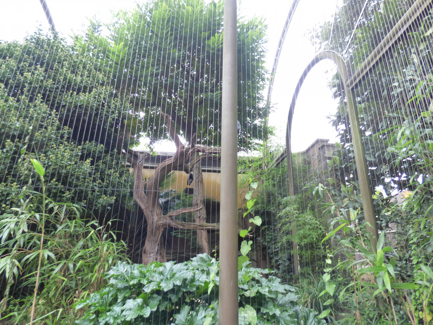 Asian Wooly-necked Stork Aviary