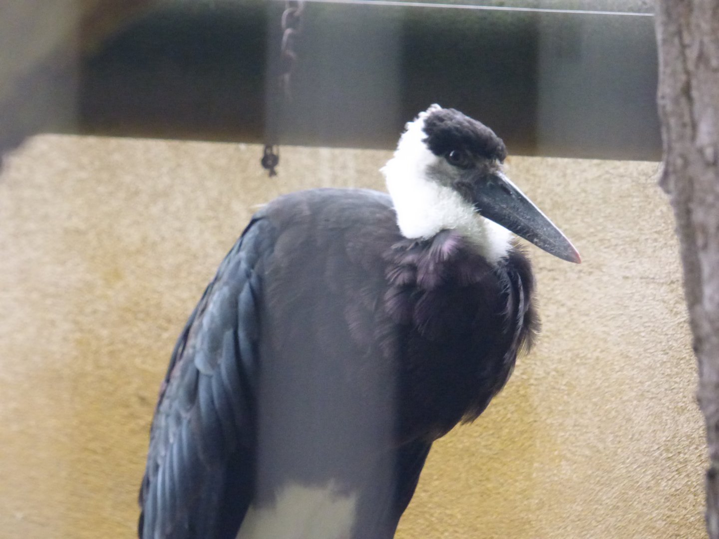 Asian Wooly-necked Stork