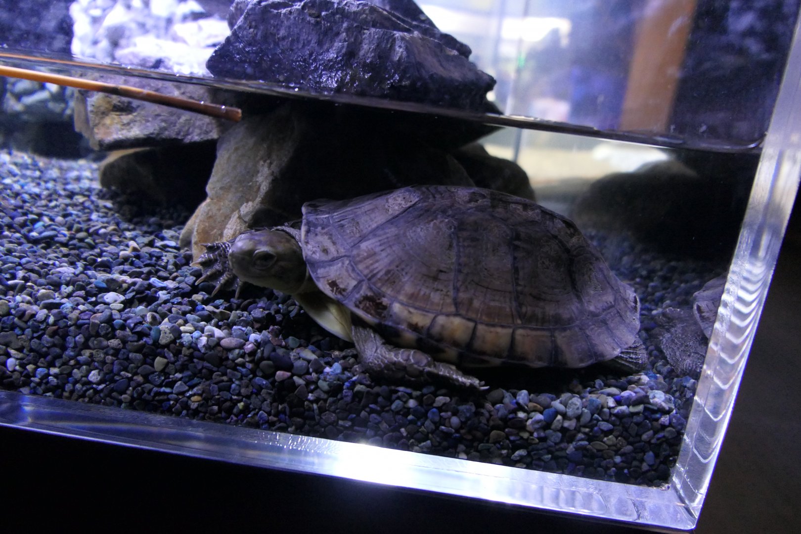 Asian Yellow Pond Turtle (Mauremys mutica)