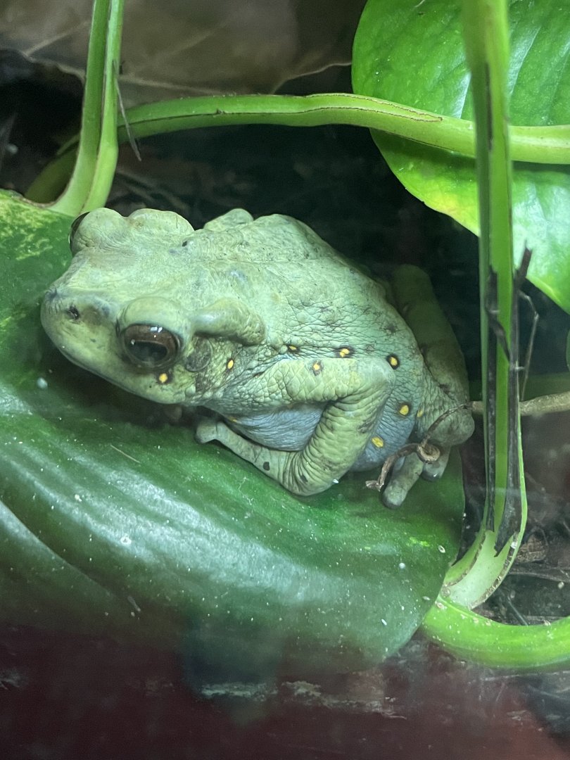 Asian yellow-spotted climbing toad (Rentapia hosii)
