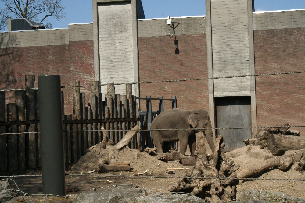 Asian_elephants_enclosure2