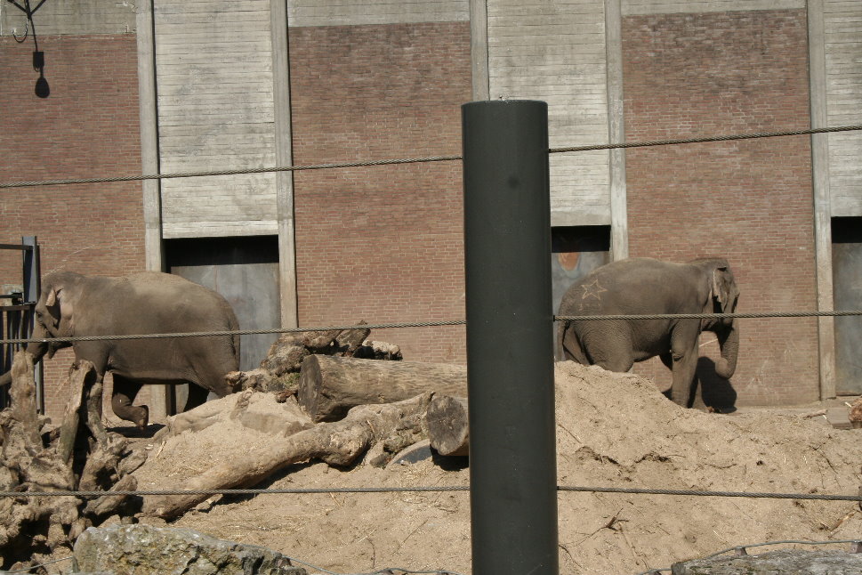 Asian_elephants_enclosure4
