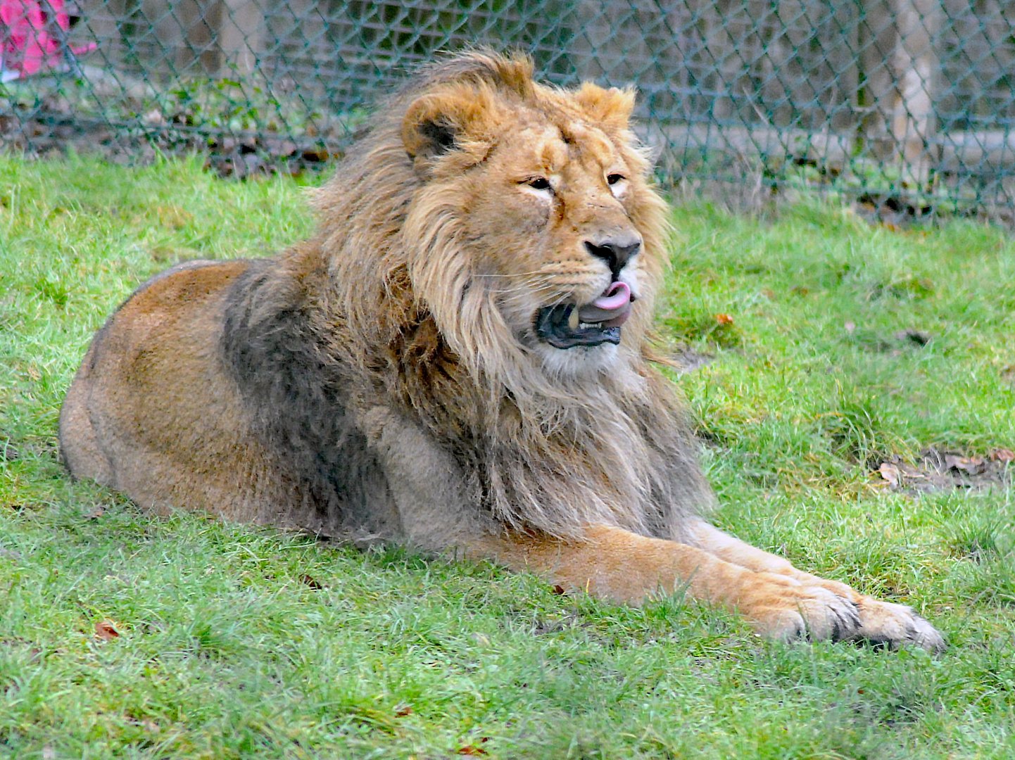 ASIANIC LION 23 09 2009