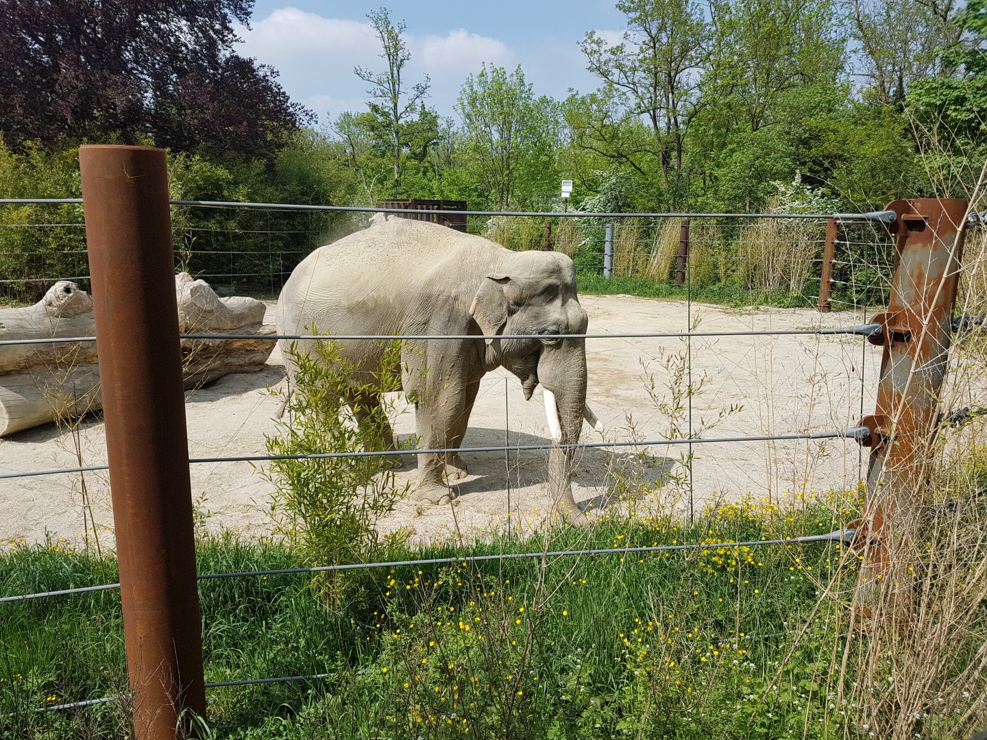 Asiantic Elephant Outdoor Exhibit, male part
