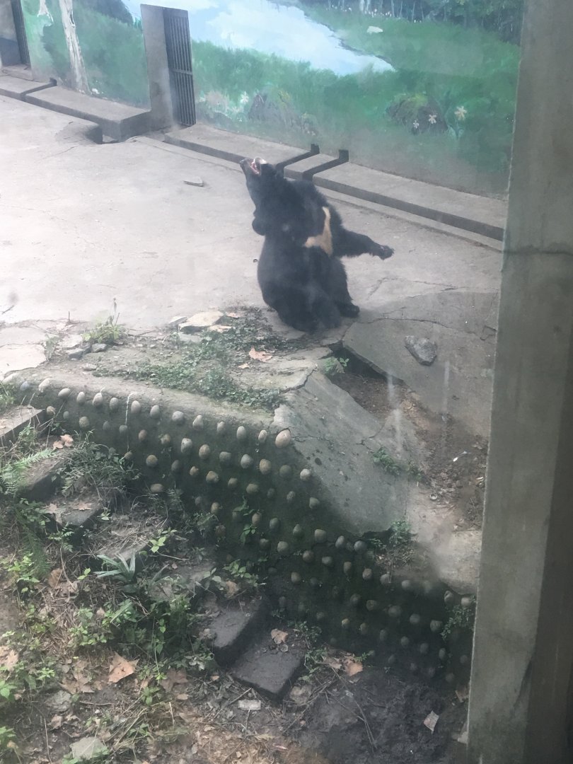 Asiastic Black Bear cicra.2019