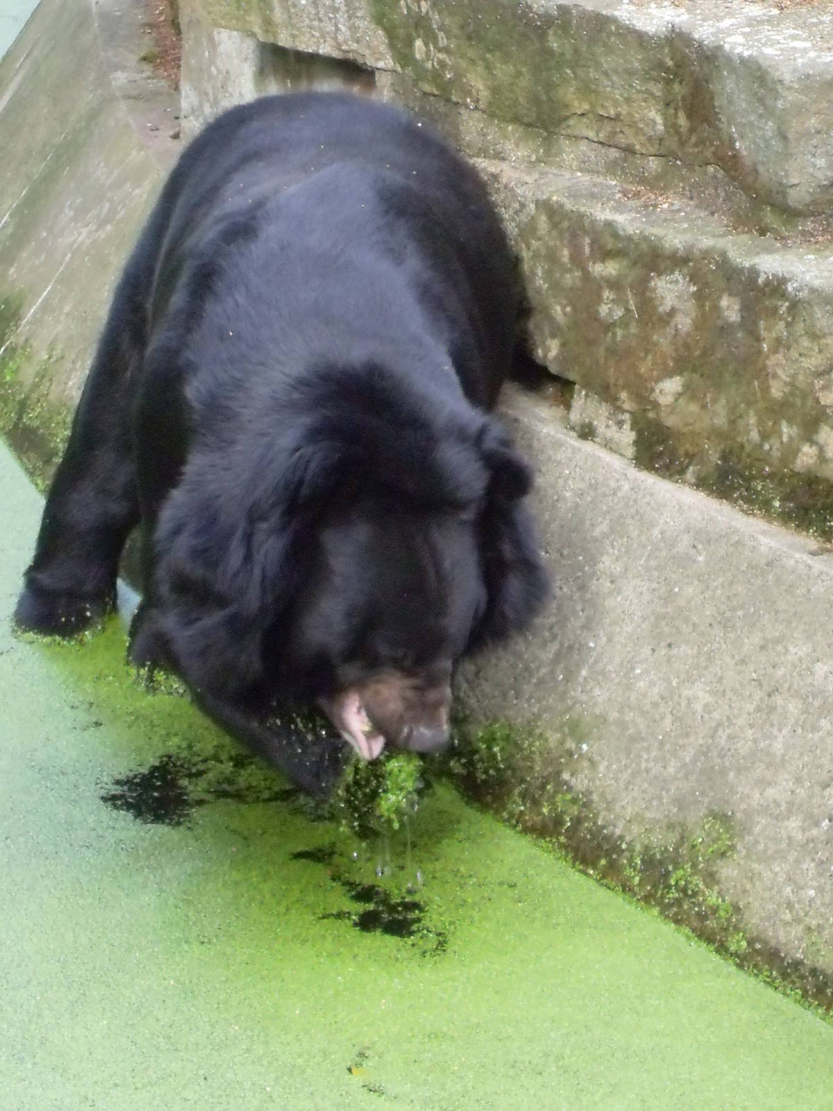 asiatic black bear 030910