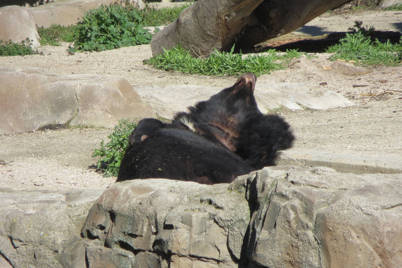 Asiatic Black Bear 150216
