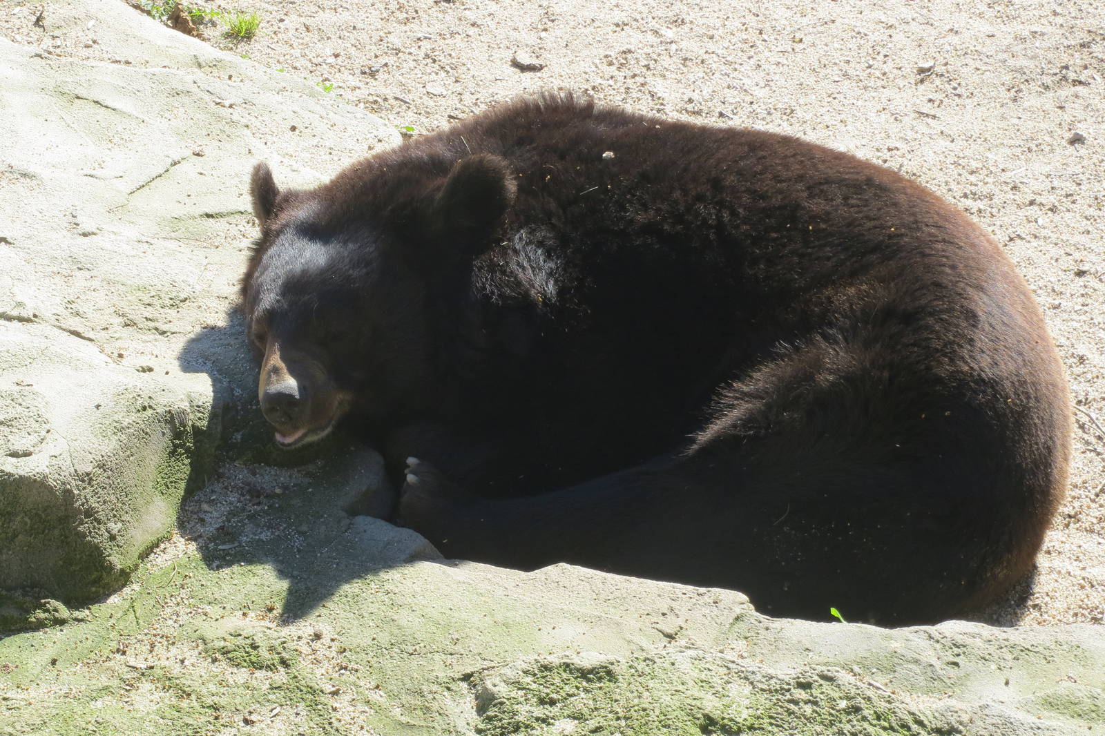 Asiatic Black Bear 150216